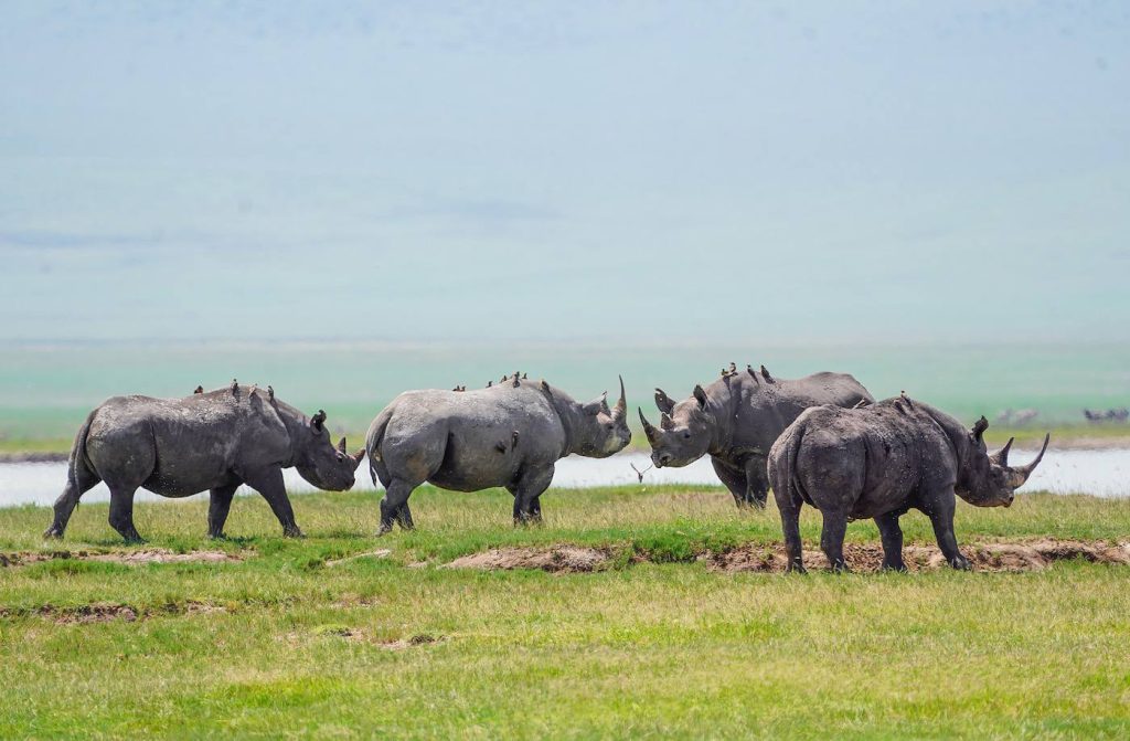 Ngorongoro rhino