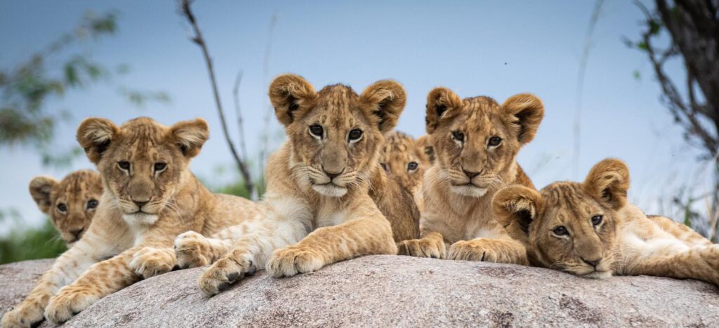 family safari